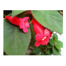 Bell flowers postcard