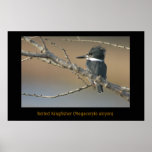 Belted Kingfisher (Megaceryle alcyon) Posters