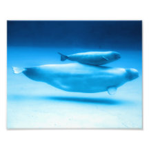 Beluga Mother and Baby Art Photo