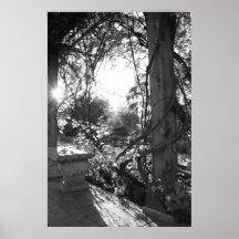 Bench and Vine Posters