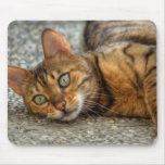 Cat Mousepads