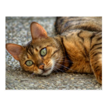 Bengal Cat Post Cards