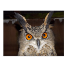 Bengal Eagle Owl Post Card