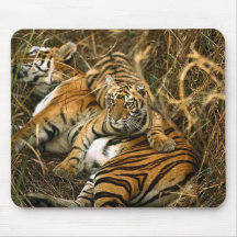 bengal-tigers mouse pads