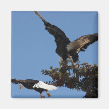 BEPP Bald Eagle Parking Problems Magnets