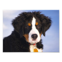 Bernese Mountain Dog - Cute Puppy Photo
