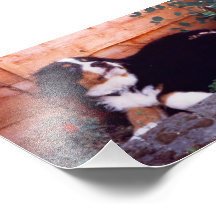 bernese mountain dog puppy photo print