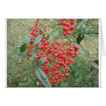 Berries on Nandina Card