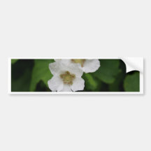 Berry Blossoms Bumper Sticker