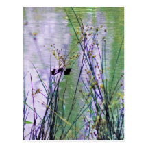 Beside the Pond Postcard