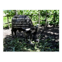 Biba kumple anos. carabao post card