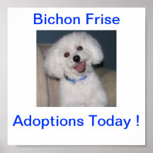 Bichon Frise Adoption Today Sign Print