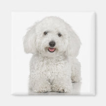 Bichon Frise Fridge Magnet