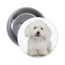 Bichon Frise Pinback Buttons