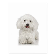 Bichon Frise Postcard