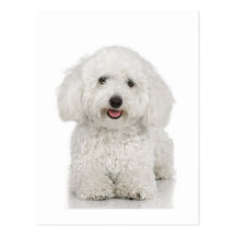 Bichon Frise Postcard