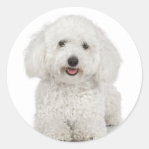 Bichon Frise Round Stickers