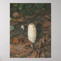 Big Brother, wait, I'm Coming! Print