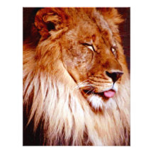 Big Cat Retiring Retires Retirement Invitation