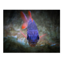 Big Eyed Fish Post Cards