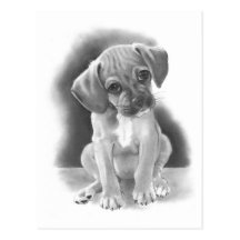 BIG-EYED PUPPY: PENCIL REALISM POSTCARDS