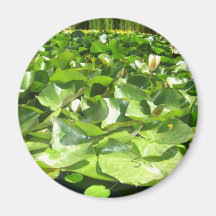 big green lilypads on a pond magnets