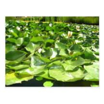 big green lilypads on a pond post card