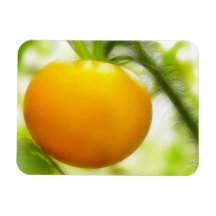 Big Orange Heirloom Tomato Vinyl Magnets