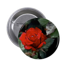 Big Red Rose Pins