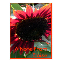 Big Red Sunflower Postcards