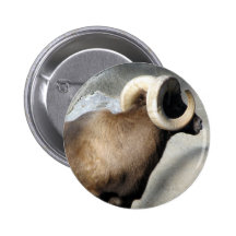 Bighorn Sheep Button