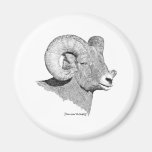 Bighorn Sheep Fridge Magnets