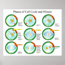 Biological Phases of Cell Cycle and Mitosis Chart Print