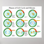 Biological Phases of Cell Cycle and Mitosis Chart Print