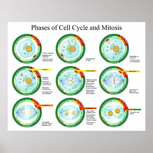 Different Phases Of Normal Menstrual Cycle Biology Essay