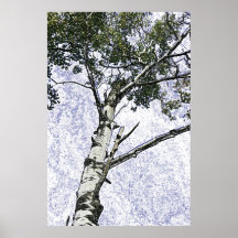 Birch tree canvas print