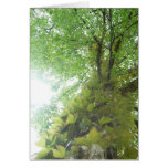 Birch tree in full colour greeting card