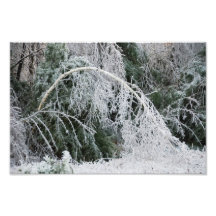 Birches Art Photo