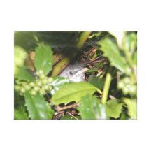 Bird in a Bush Gallery Wrapped Canvas