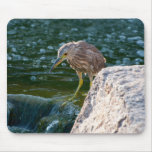 bird in water mousepad
