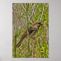 Bird in Willows Print