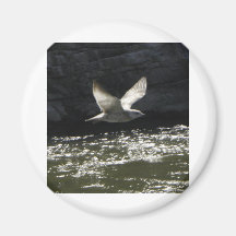 bird magnets