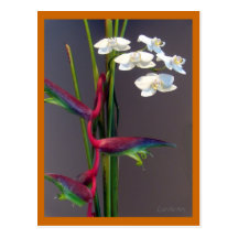 Bird-of-Paradise Orchids Postcard