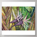Bird of Paradise - watercolor Posters