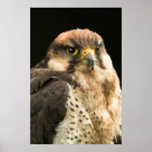 Bird of Prey Poster