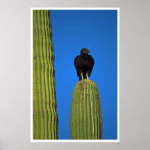 Bird Of Prey Poster