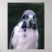 Bird of Prey Poster