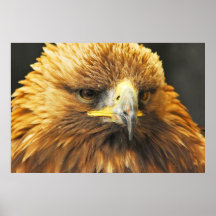 Bird of Prey Print