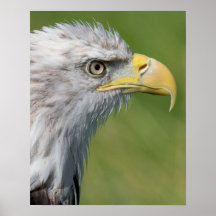 Bird of Prey Print