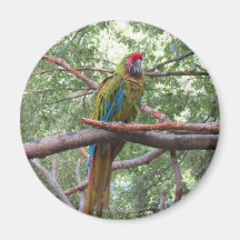 bird refrigerator magnets